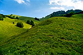 Monte Baldo (Trentino) - declivi a pascolo interrotti da isolati alberi. 